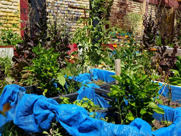 Estudiantes en una actividad de cuidado del medioambiente